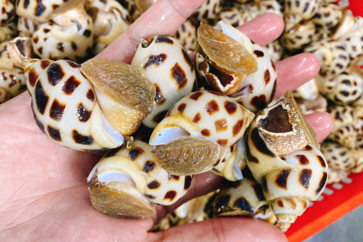 Mẹo làm sạch ốc hương đơn giản tại nhà