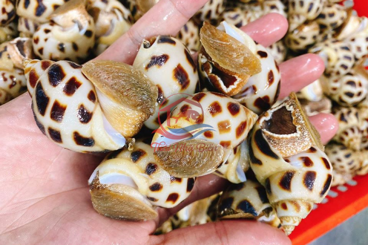 Mẹo làm sạch ốc hương đơn giản tại nhà