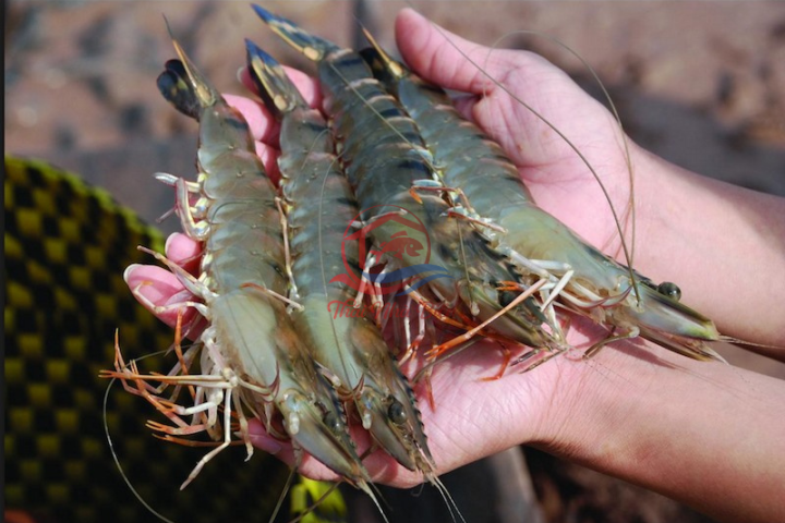 Bí quyết giúp bạn bảo quản tôm tươi lâu dài