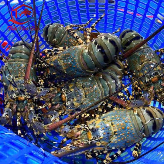 TÔM HÙM BÔNG SỐNG