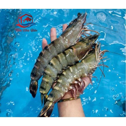 TÔM SÚ BIỂN