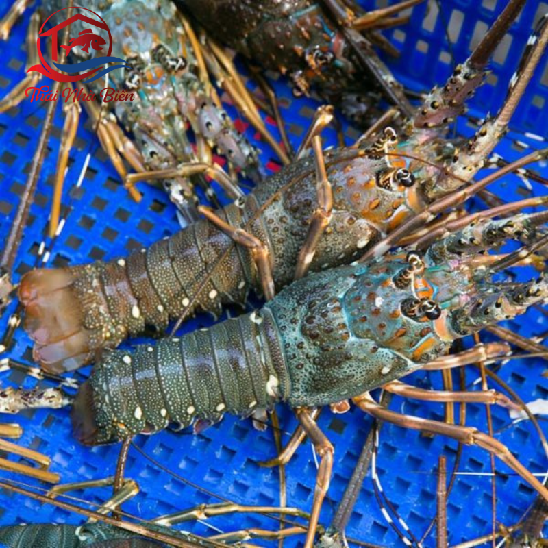 TÔM HÙM XANH SỐNG