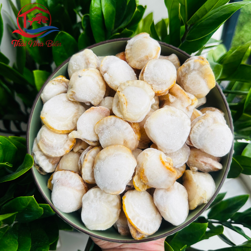 CỒI SÒ ĐIỆP HẤP