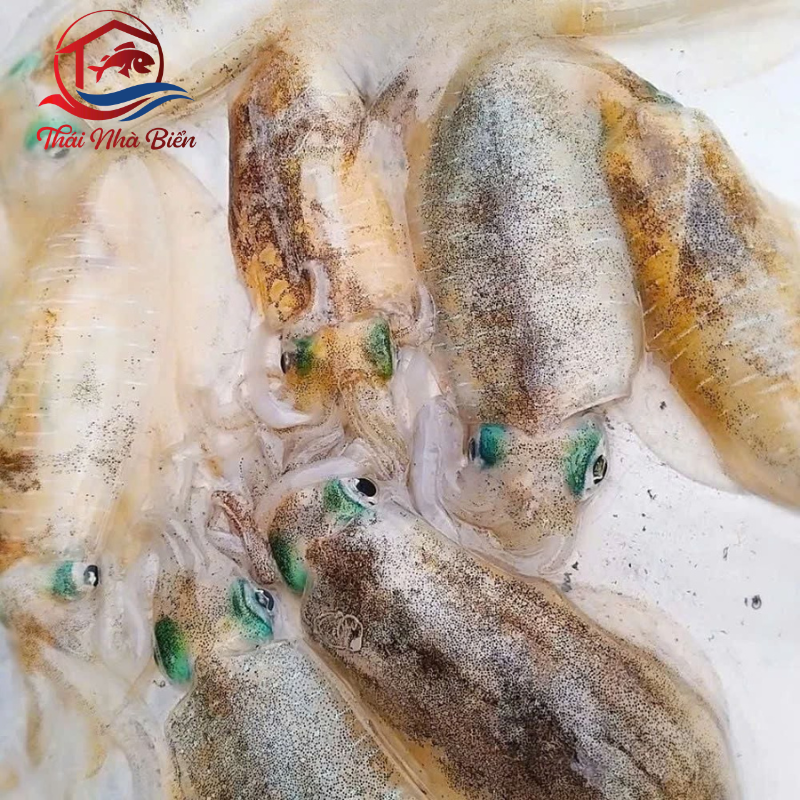 MỰC LÁ NHÁY